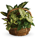 Emerald Garden Basket from Olney's Flowers of Rome in Rome, NY